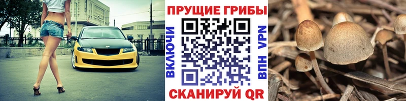 Псилоцибиновые грибы MAGIC MUSHROOMS  Купить закладки  Спас-Клепики 